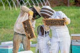 SP2438 Beekeeping in Southeast Michigan
