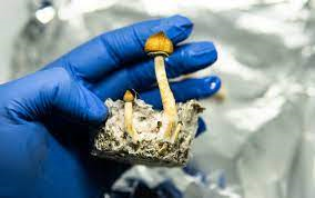 SP2447 Magic Mushroom (Psilocybin): A Medical Breakthrough or Societal Disaster?